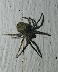 Larinioides ixobolus