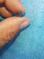 Dactylopterus volitans