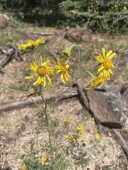 Hymenothrix dissecta