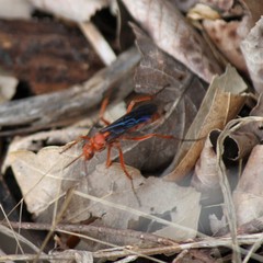 Tachypompilus ferrugineus