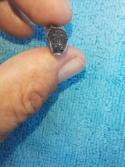 Dactylopterus volitans