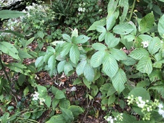 Rubus suus