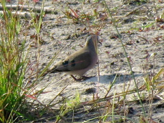 Turtur chalcospilos