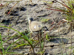 Turtur chalcospilos