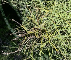 Phoradendron californicum