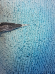 Dactylopterus volitans