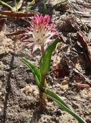 Wurmbea spicata