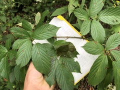 Rubus suus