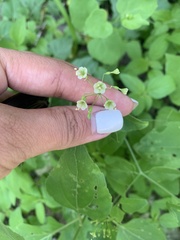 Commicarpus scandens
