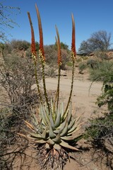 Aloe gariepensis