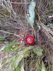 Protea scolopendriifolia