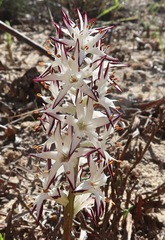 Wurmbea spicata