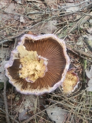 Cortinarius traganus