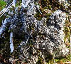 Trapeliopsis granulosa