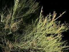 Parkinsonia microphylla