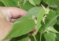 Abutilon abutiloides