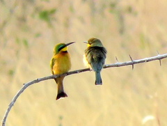 Merops pusillus argutus