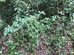 Rubus suus