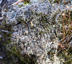 Trapeliopsis granulosa