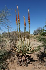 Aloe gariepensis