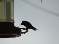 Archilochus colubris