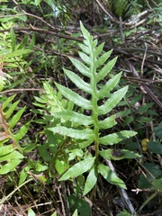 Woodwardia areolata