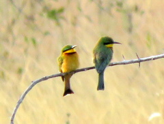 Merops pusillus argutus