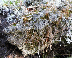 Trapeliopsis granulosa