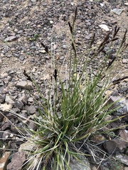 Trisetum spicatum