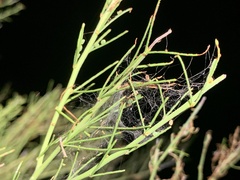 Parkinsonia microphylla