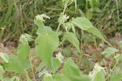 Abutilon abutiloides