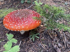 Amanita muscaria flavivolvata