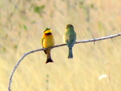 Merops pusillus argutus