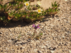 Linaria alpina