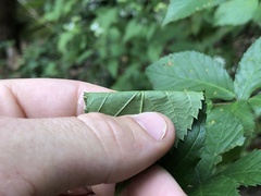 Rubus suus