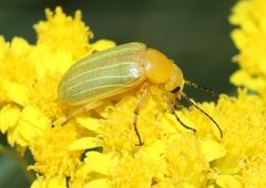 Zonitis dunniana