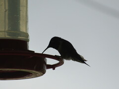 Archilochus colubris