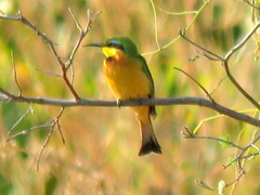 Merops pusillus argutus