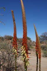 Aloe gariepensis