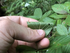 Rubus suus