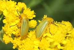 Zonitis dunniana