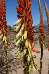 Aloe gariepensis