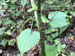 Rubus suus