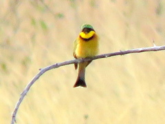 Merops pusillus argutus