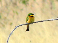 Merops pusillus argutus