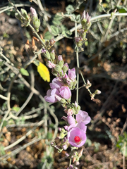 Malacothamnus fasciculatus