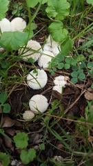 Lycoperdon curtisii