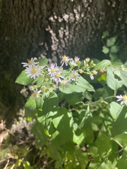Symphyotrichum drummondii