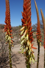 Aloe gariepensis