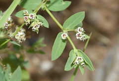 Euphorbia capitellata